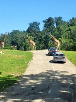 Gita allo Zoo Safari